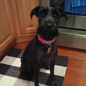 Meet your Posher, Jane